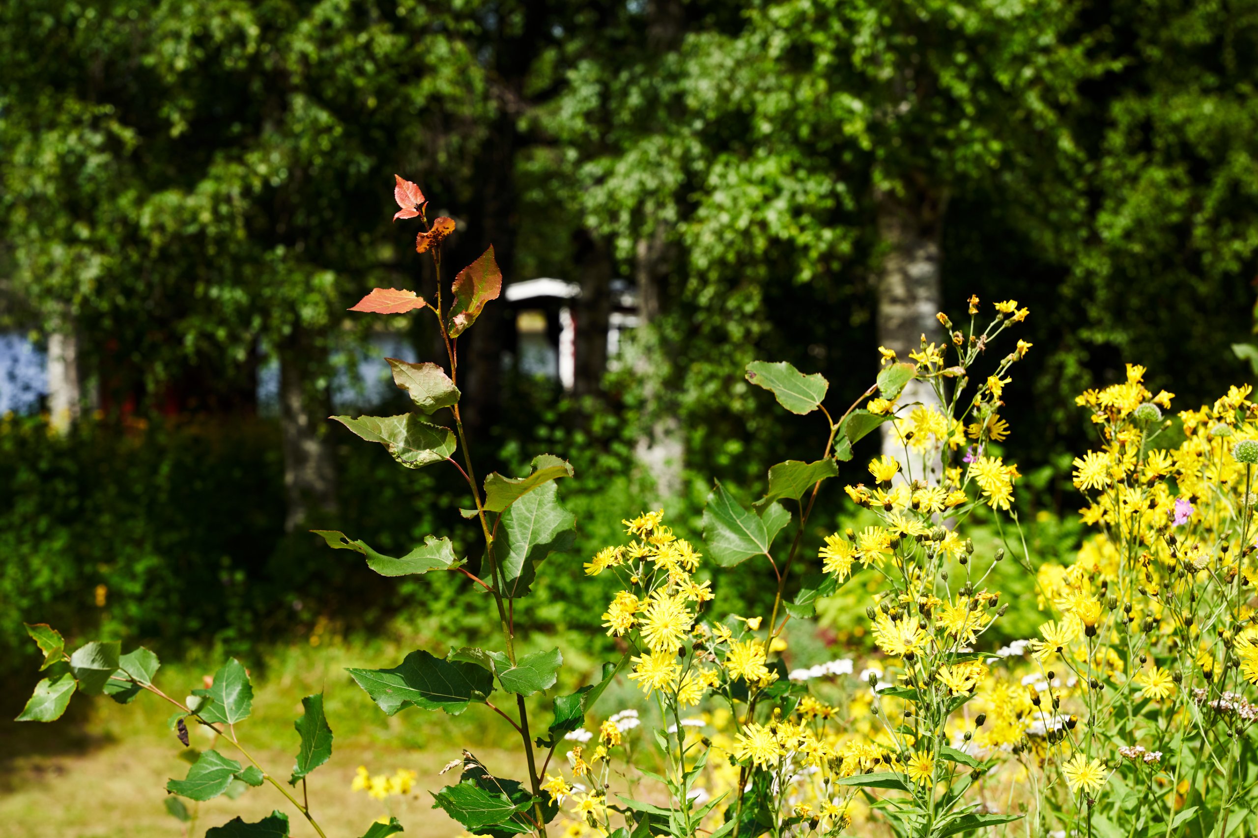 2022 07 22 Sverige 0636